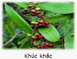 Khúc khắc - Dầu Gội Thảo Dược Thiên Thảo - Công Ty TNHH Thành Phương